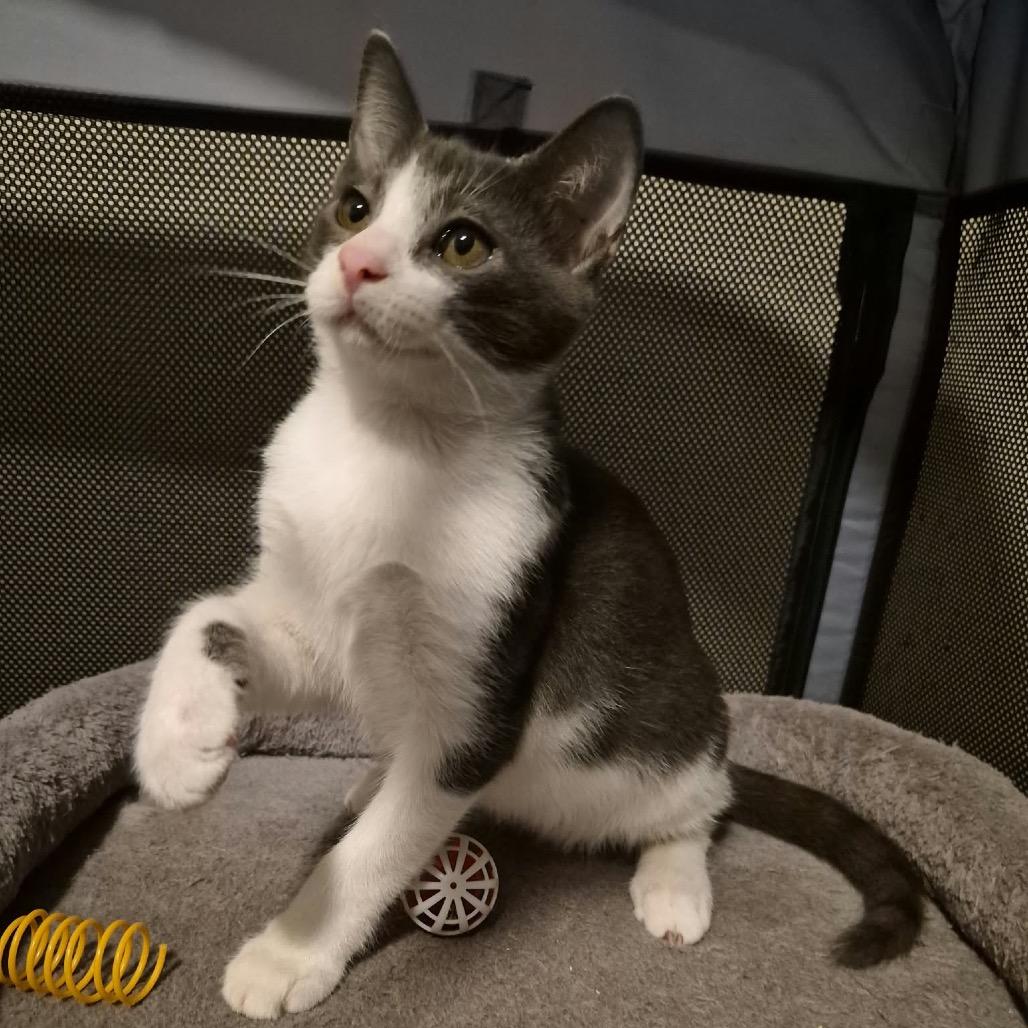 Enlarge Red Vine, a Adoptable Domestic Short Hair in Lutz, FL image 2/4