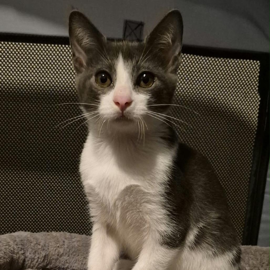 Enlarge Red Vine, a Adoptable Domestic Short Hair in Lutz, FL image 3/4
