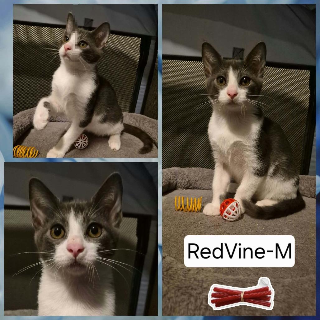 Enlarge Red Vine, a Adoptable Domestic Short Hair in Lutz, FL image 4/4