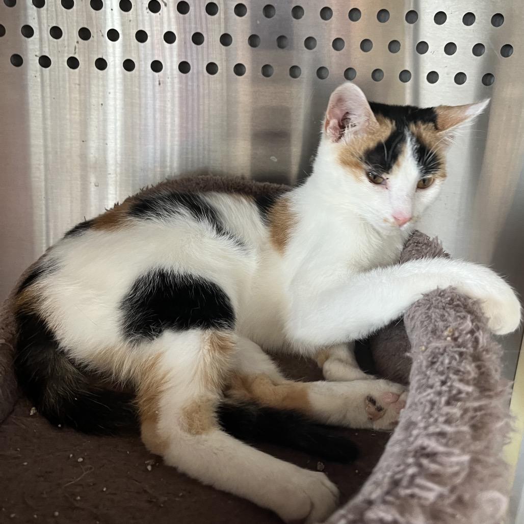 Cali, adopted, Young Female Domestic Short Hair.