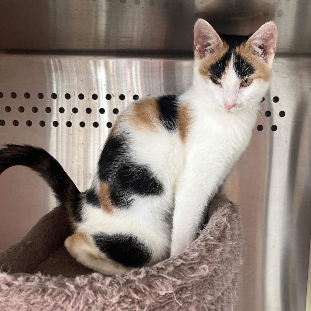 Enlarge Cali, an adopted Domestic Short Hair in Pittsburg, KS image 2/2