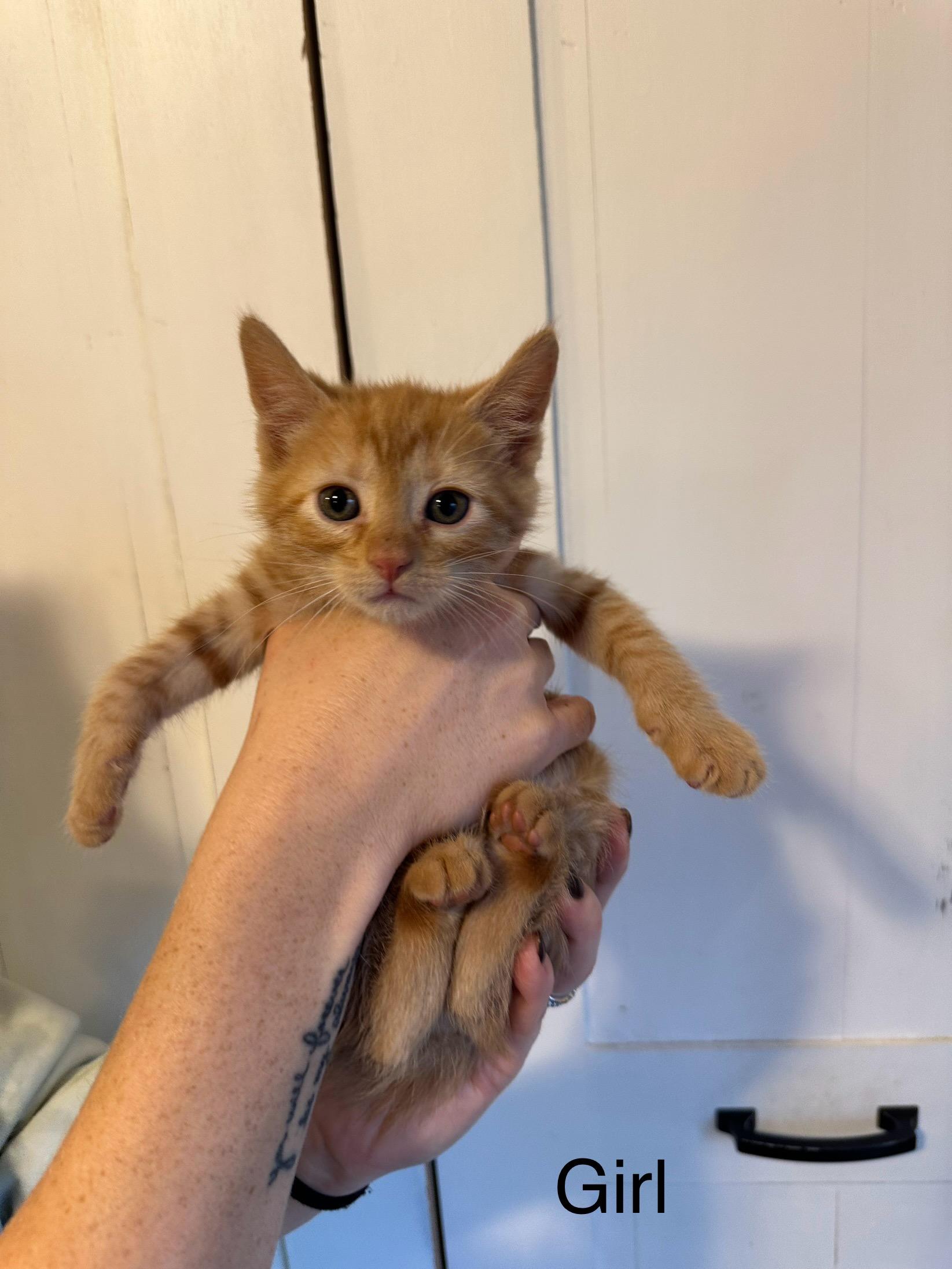 Maui, Adopted, Adult Female Domestic Medium Hair.