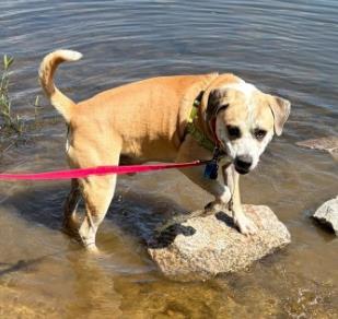 Enlarge Gator, a Adoptable Mixed Breed in Fairfax, VA image 1/3