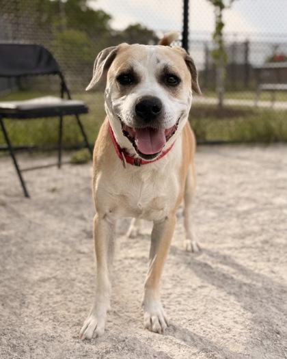 Gator, Adoptable, Adult Male Mixed Breed.