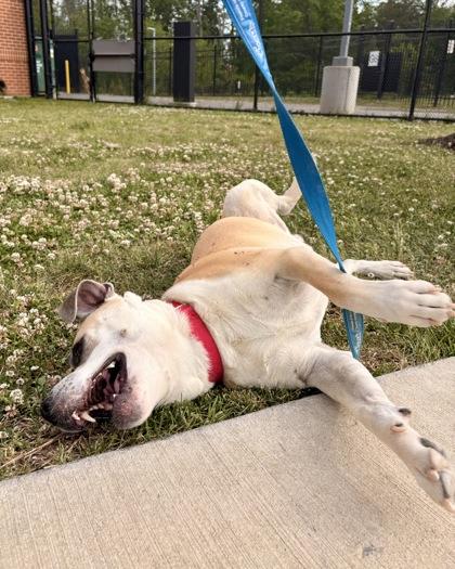 Gator, a Adoptable Mixed Breed in Fairfax, VA image 2/3