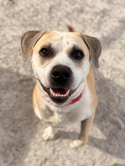Enlarge Gator, a Adoptable Mixed Breed in Fairfax, VA image 2/3