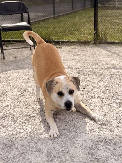 Enlarge Gator, a Adoptable Mixed Breed in Fairfax, VA image 3/3