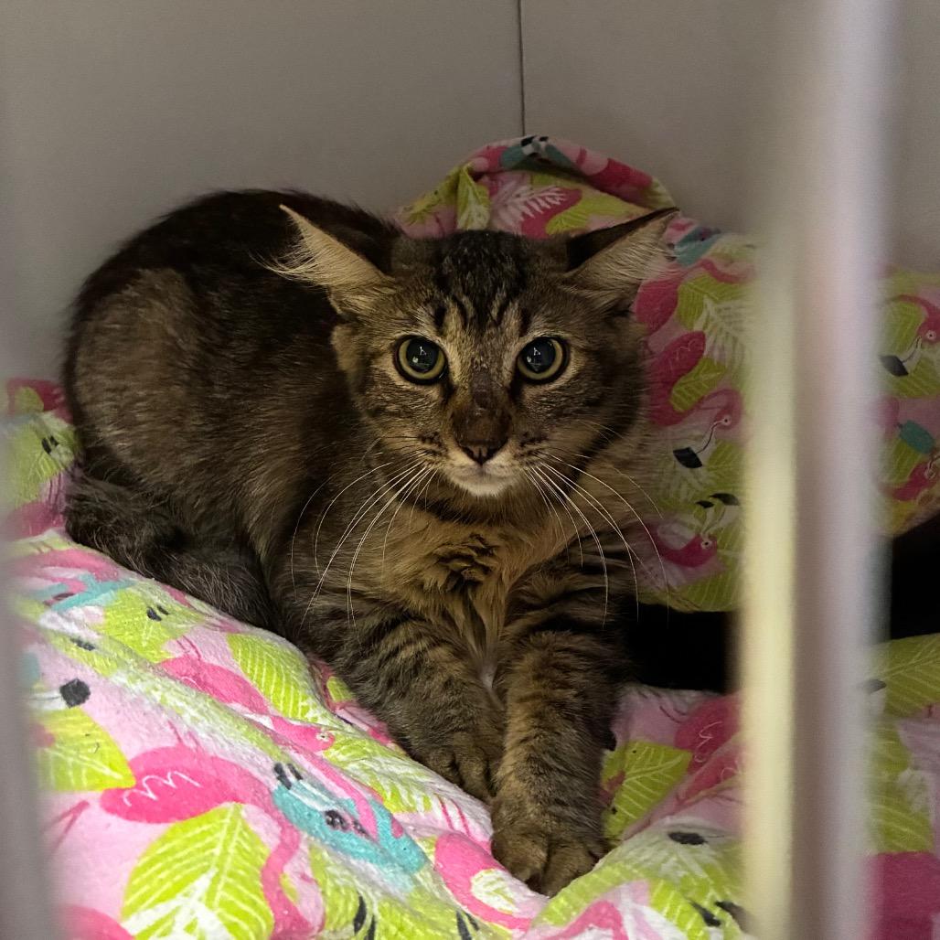 Machali, Adoptable, Adult Female Domestic Short Hair.