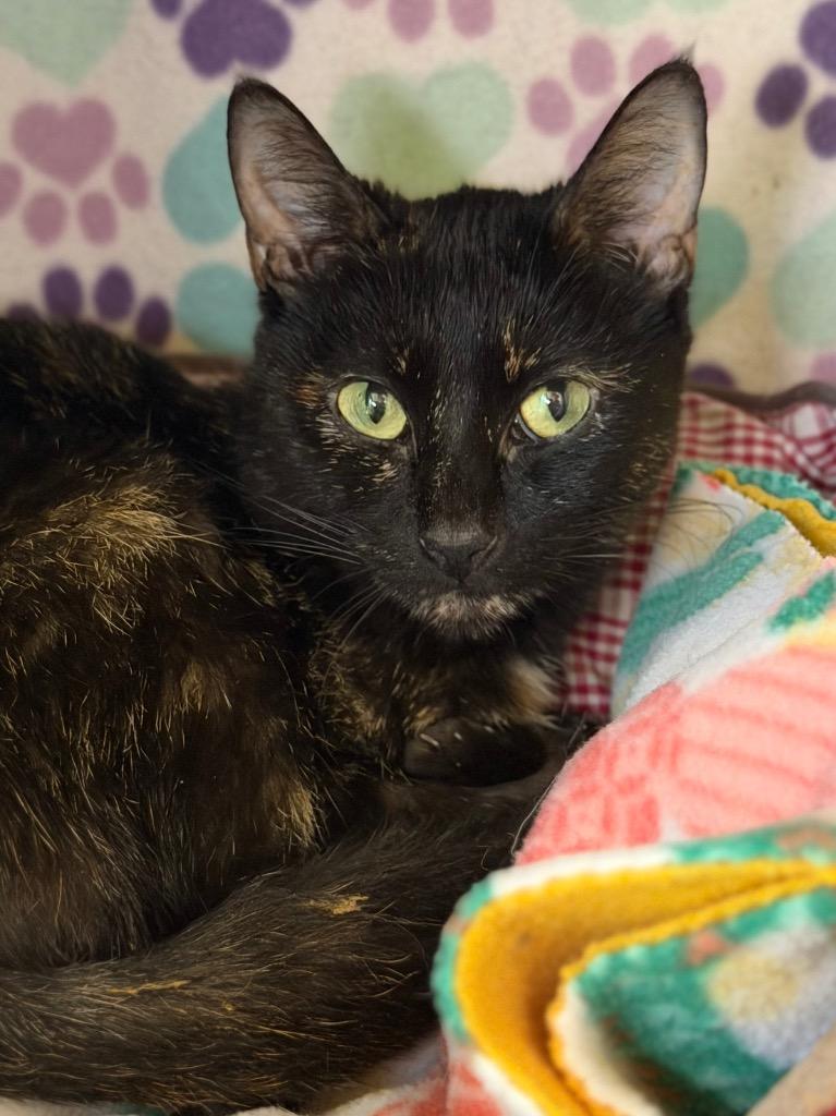 Lilac, Adoptable, Young Female Domestic Short Hair.