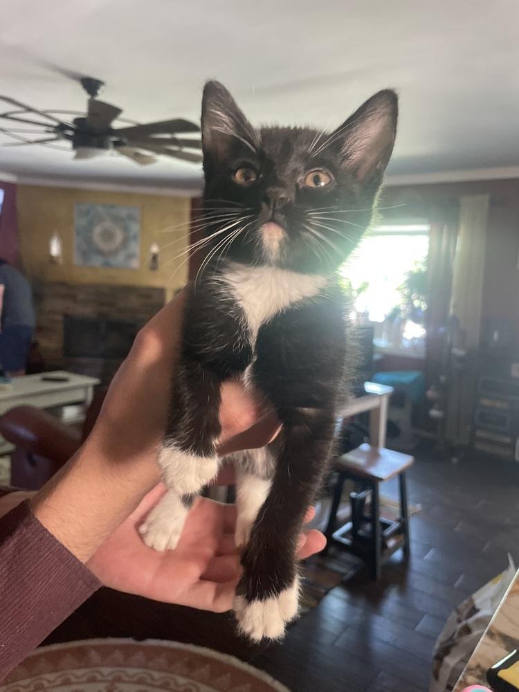 Junipurr, Adoptable, Kitten Female Domestic Short Hair.