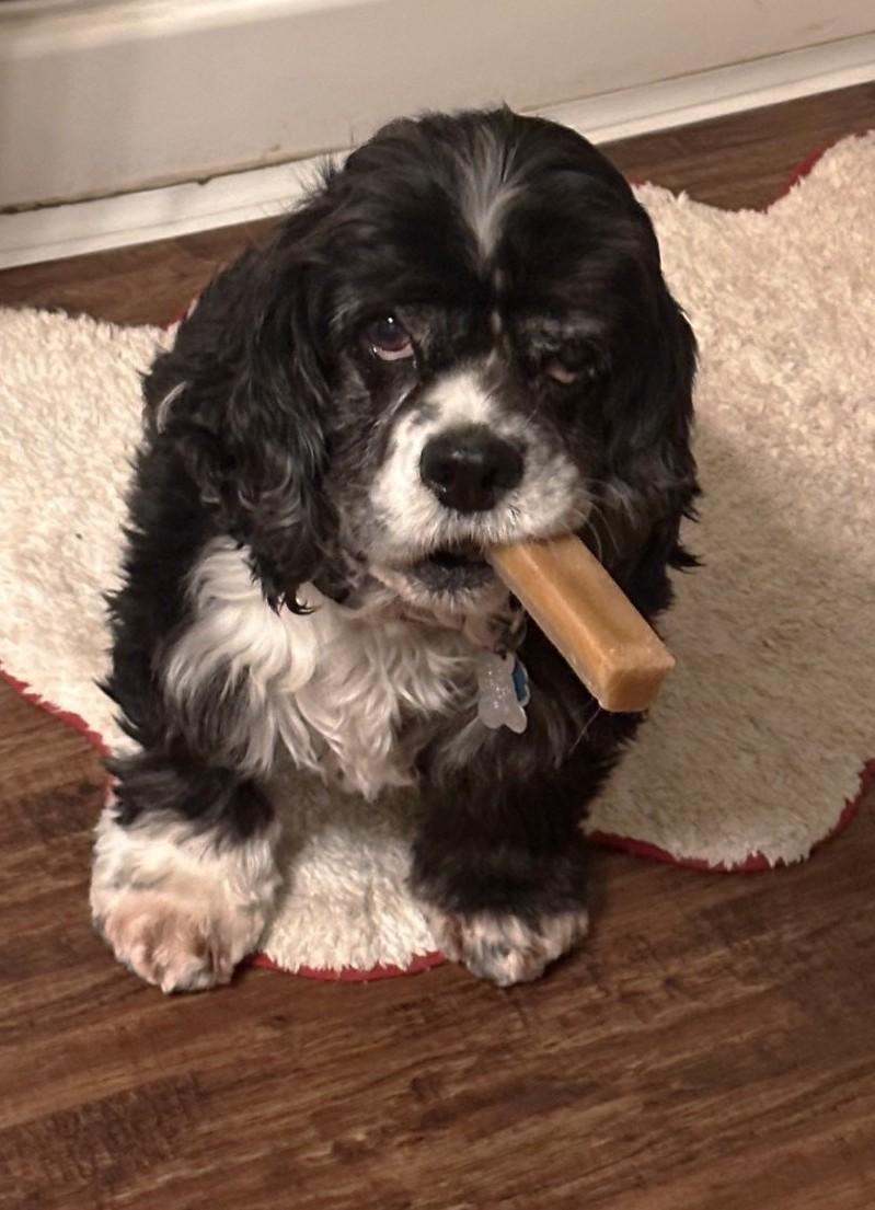 Enlarge Emmy & Oreo, a ADOPTABLE Cocker Spaniel in Plano, TX image 3/5