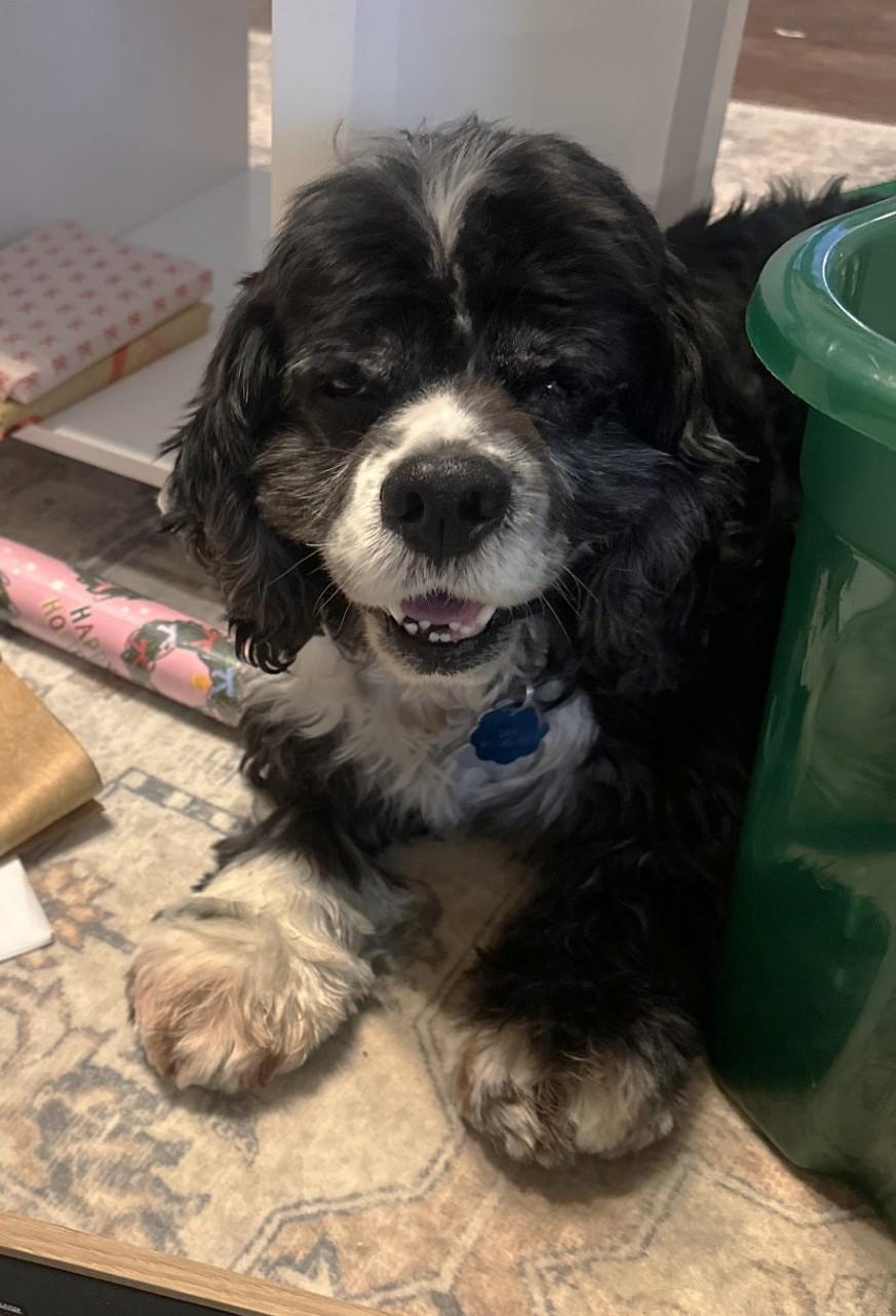 Enlarge Emmy & Oreo, a ADOPTABLE Cocker Spaniel in Plano, TX image 5/5