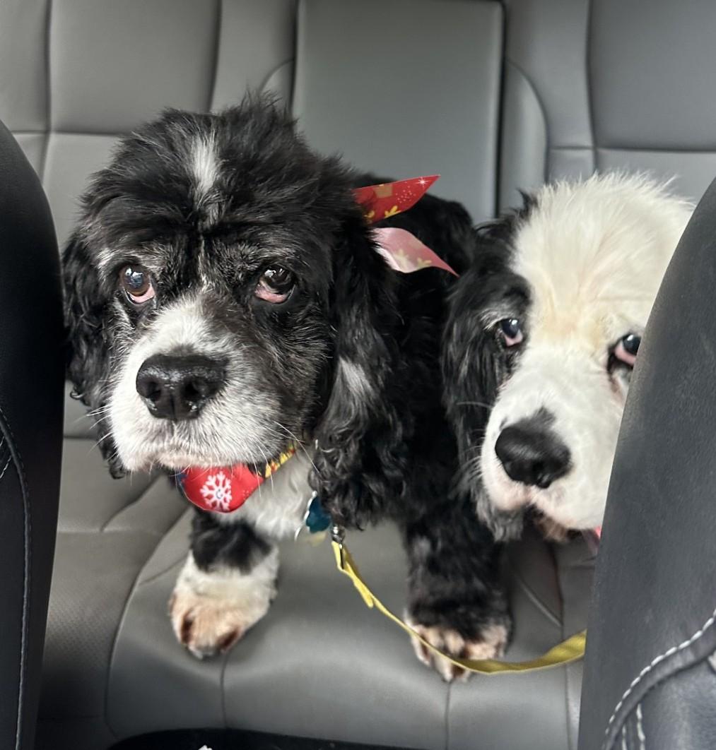 Emmy & Oreo, ADOPTABLE, Senior Male Cocker Spaniel.