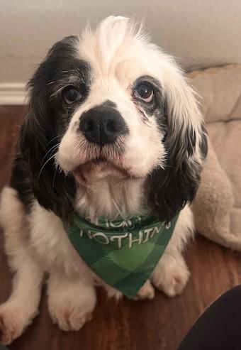 Enlarge Emmy & Oreo, a ADOPTABLE Cocker Spaniel in Plano, TX image 2/5