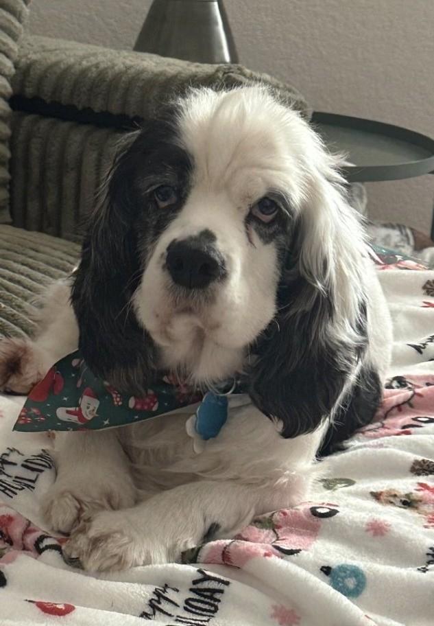 Enlarge Emmy & Oreo, a ADOPTABLE Cocker Spaniel in Plano, TX image 4/5
