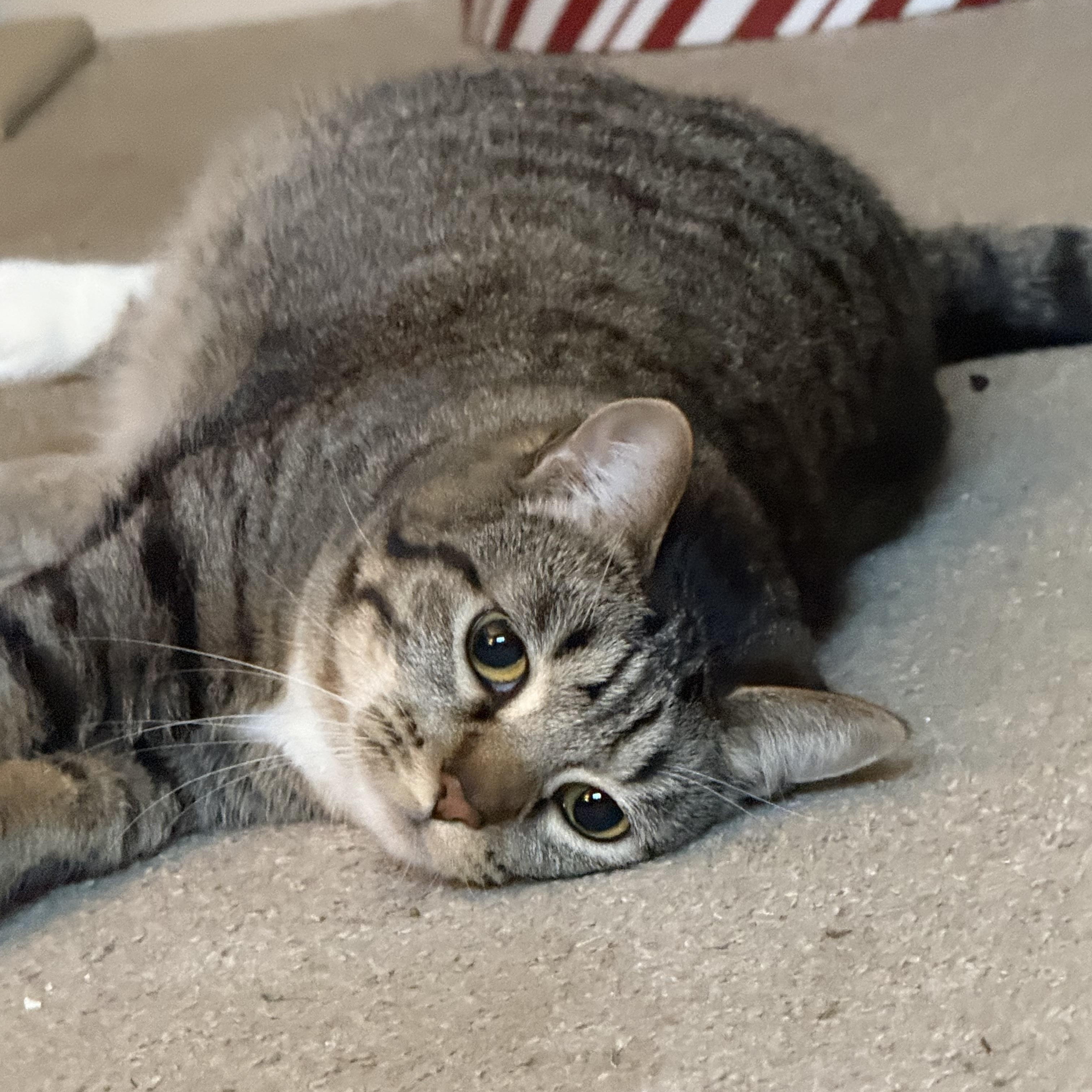 Nyla, Adopted, Adult Female Domestic Short Hair.