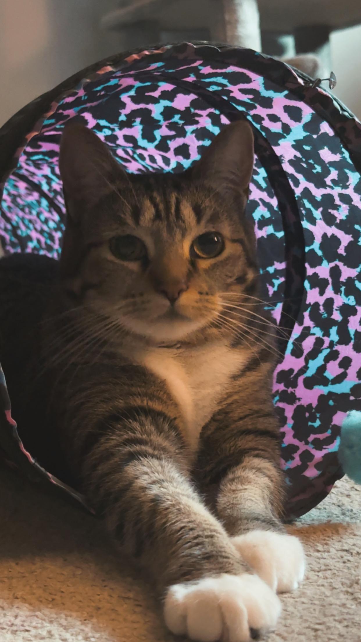 Enlarge Nyla, a Adopted Domestic Short Hair in Medinah, IL image 2/5