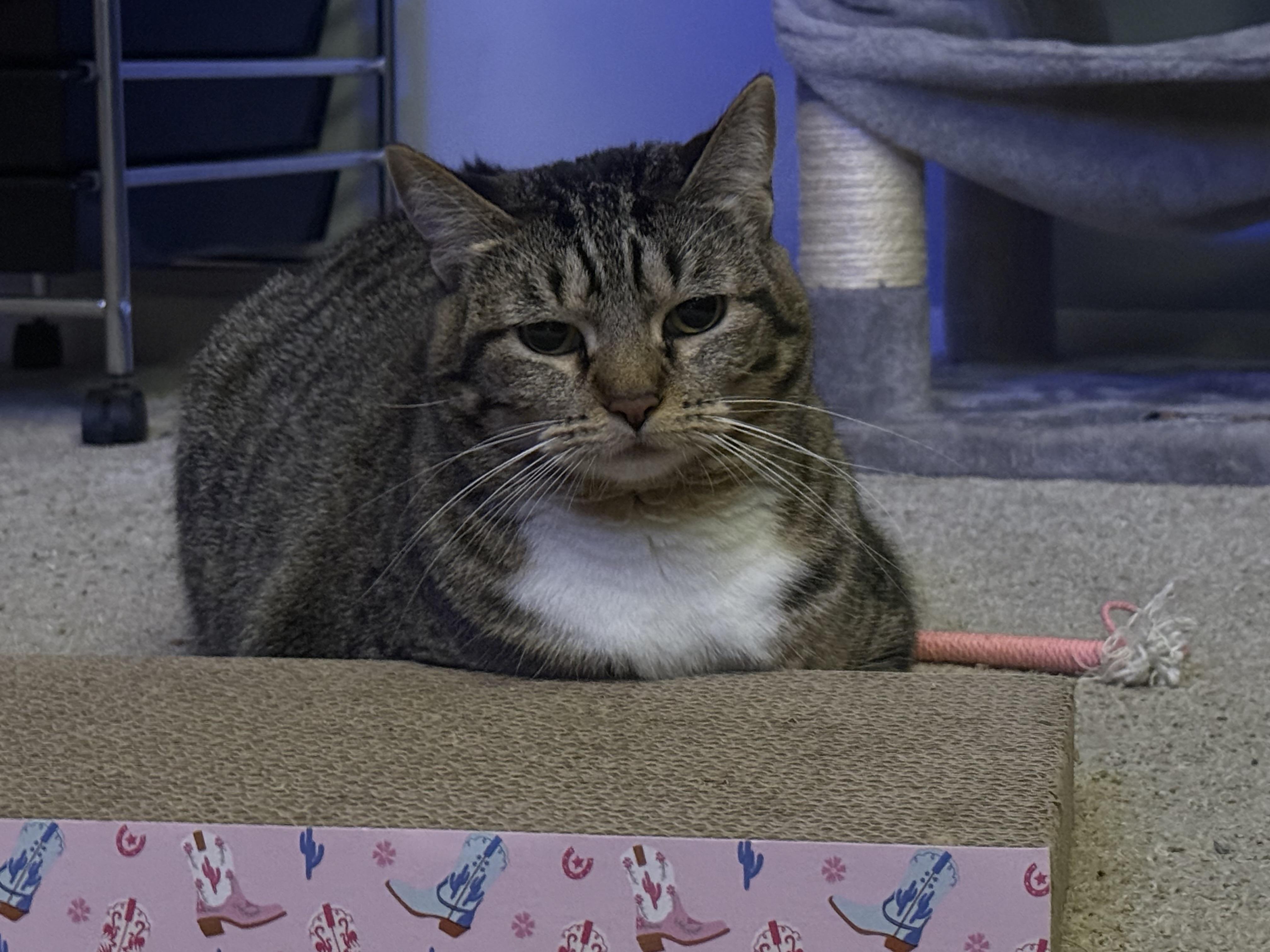 Enlarge Nyla, a Adopted Domestic Short Hair in Medinah, IL image 5/5