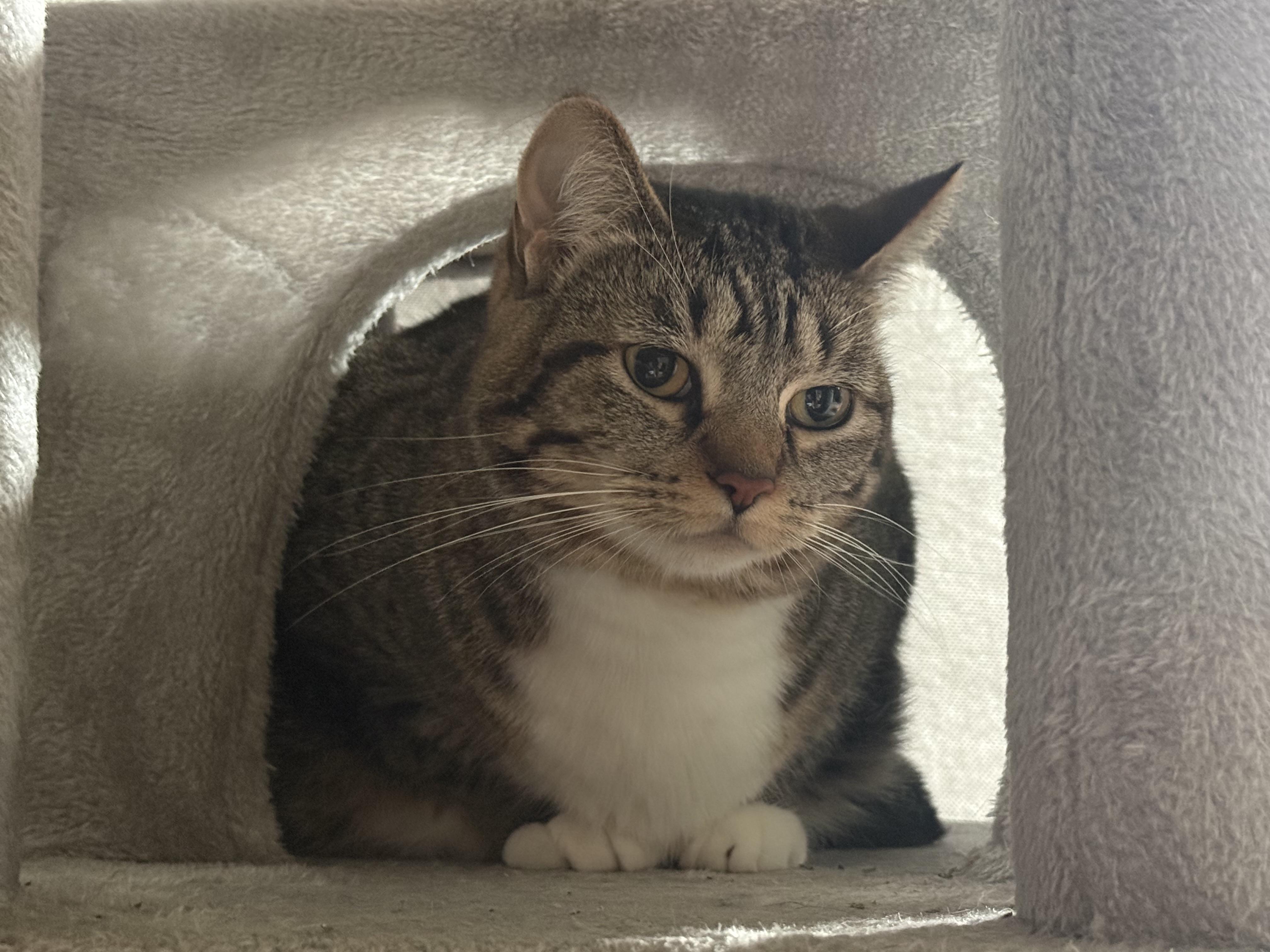 Enlarge Nyla, a Adopted Domestic Short Hair in Medinah, IL image 3/5