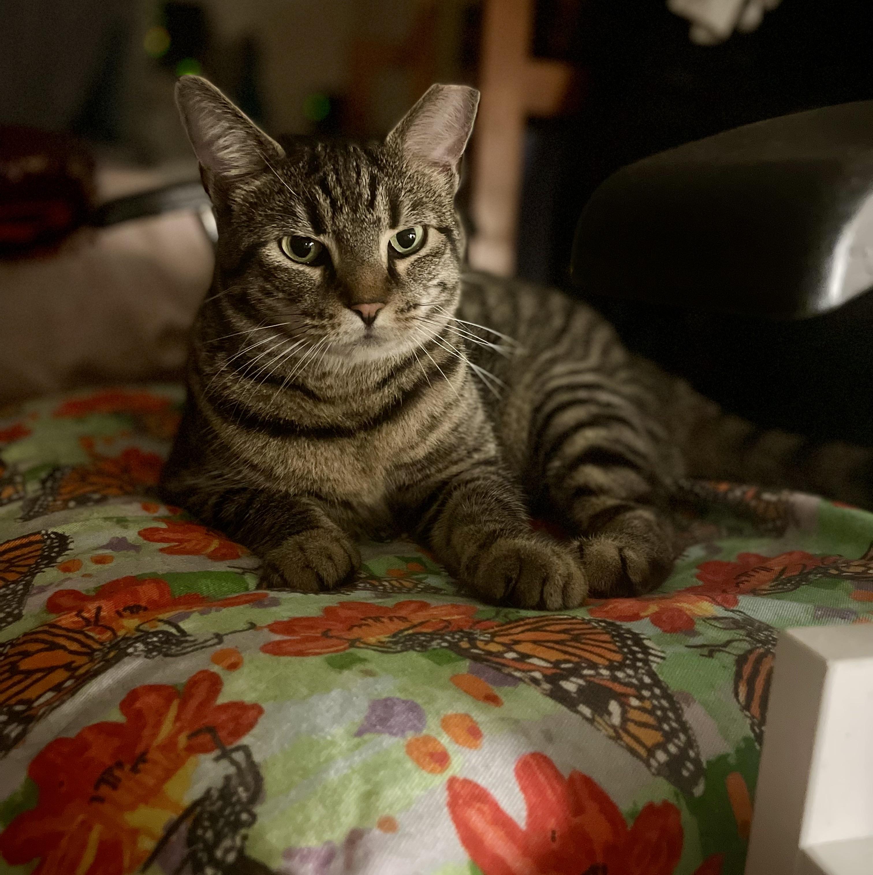 Sirena: Nap Queen, Playtime Princess!, Adoptable, Adult Female Domestic Short Hair.