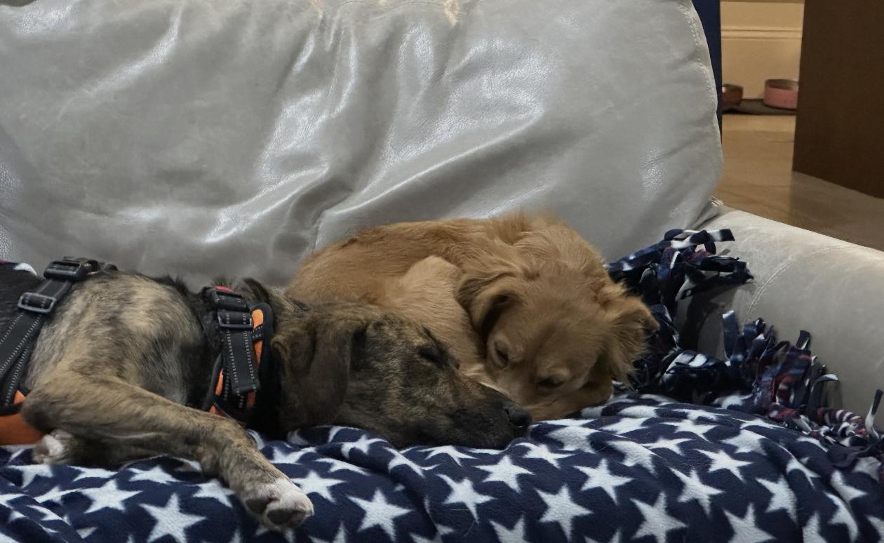 Lola — thumbnail 2