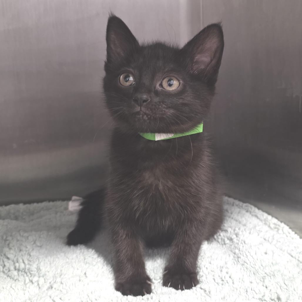 Bagheera, Adoptable, Kitten Female Domestic Short Hair.