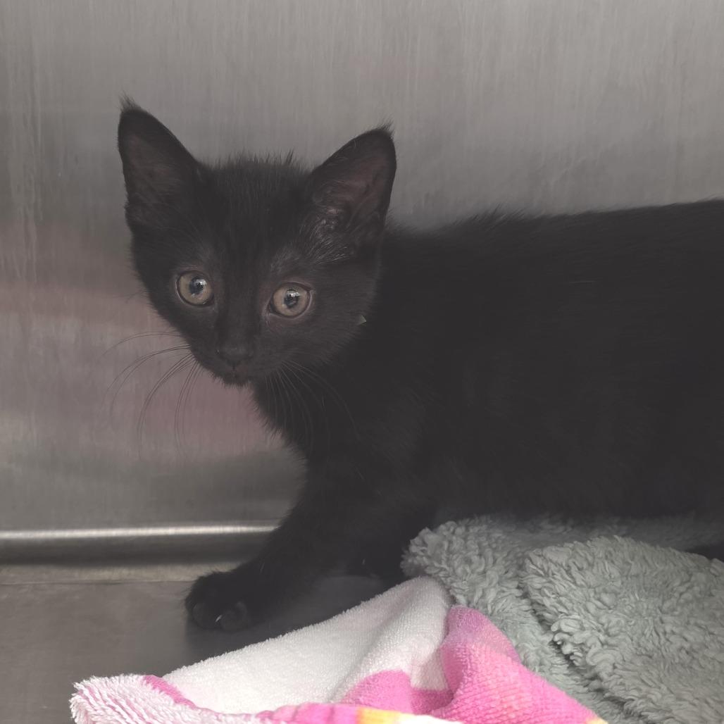 Bagheera, a Adoptable Domestic Short Hair in Fort Wayne, IN image 2/4