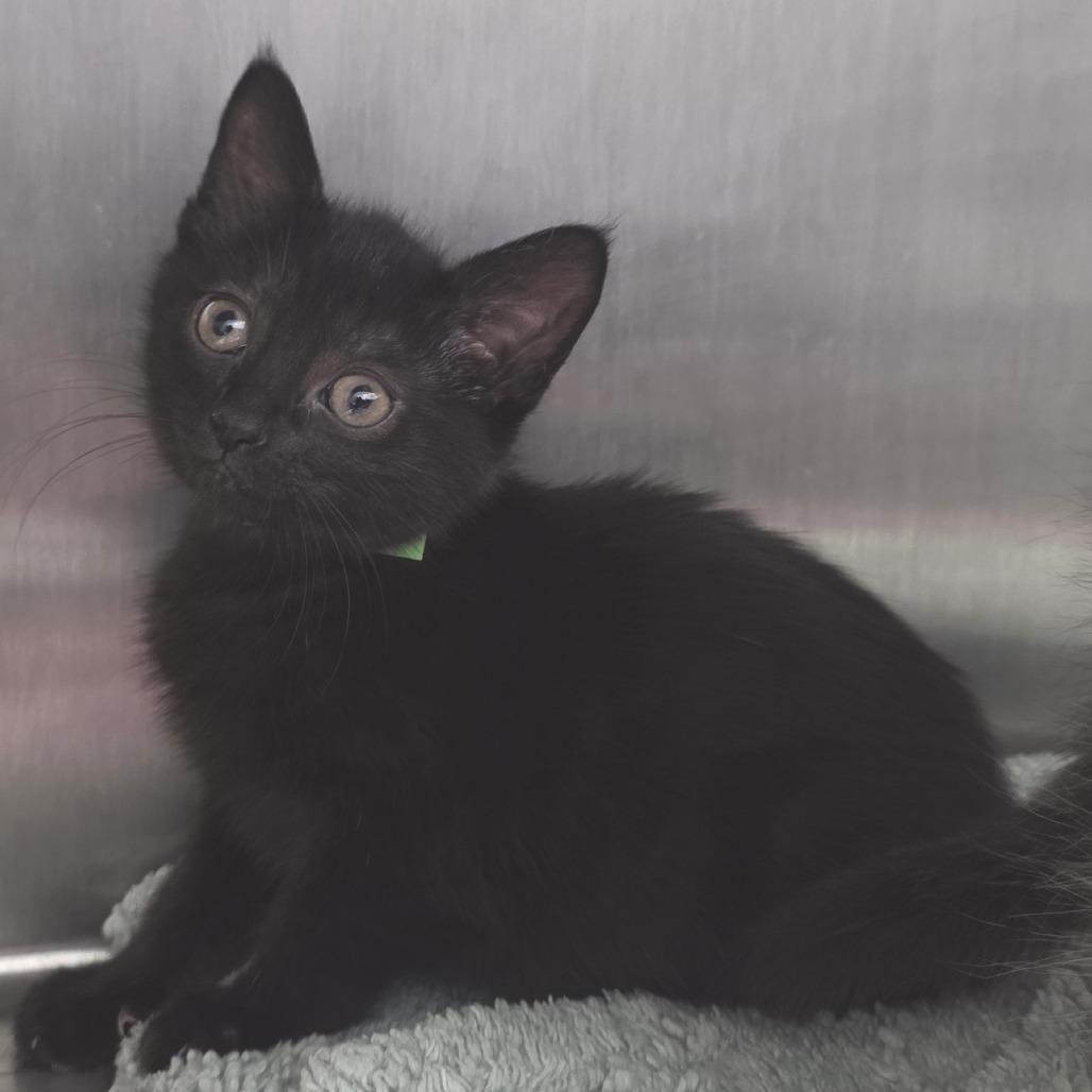 Bagheera, a Adoptable Domestic Short Hair in Fort Wayne, IN image 3/4