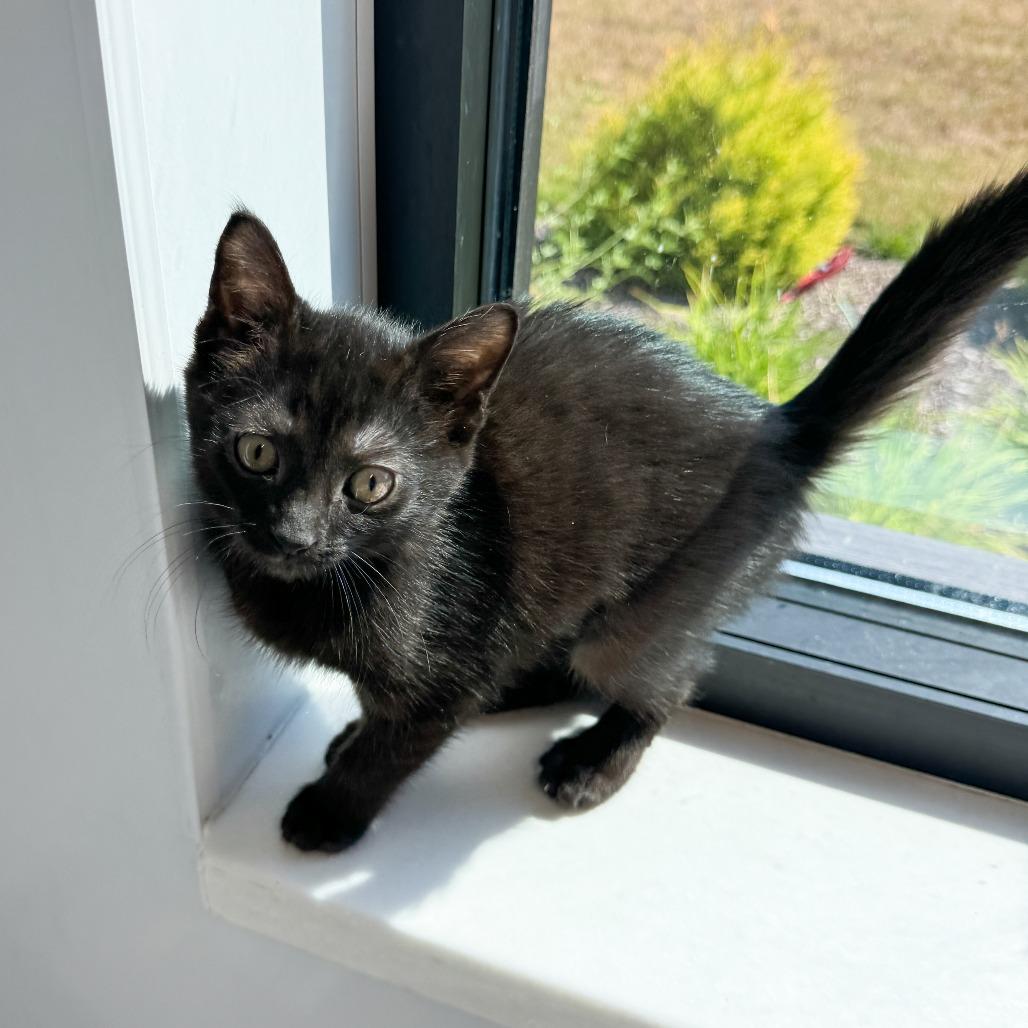 Bagheera, a Adoptable Domestic Short Hair in Fort Wayne, IN image 4/4