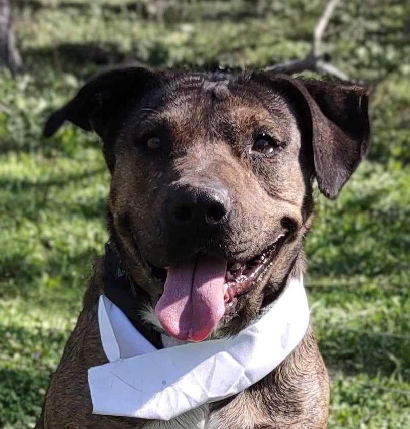 Susie, an adoptable Mixed Breed in Sagle, ID, 83860 | Photo Image 2