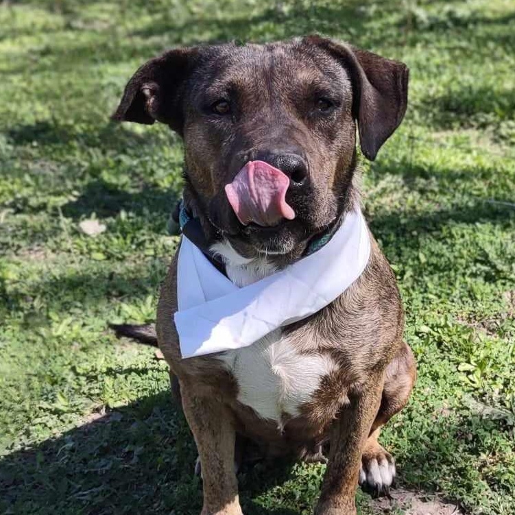 Susie, an adoptable Mixed Breed in Sagle, ID, 83860 | Photo Image 1