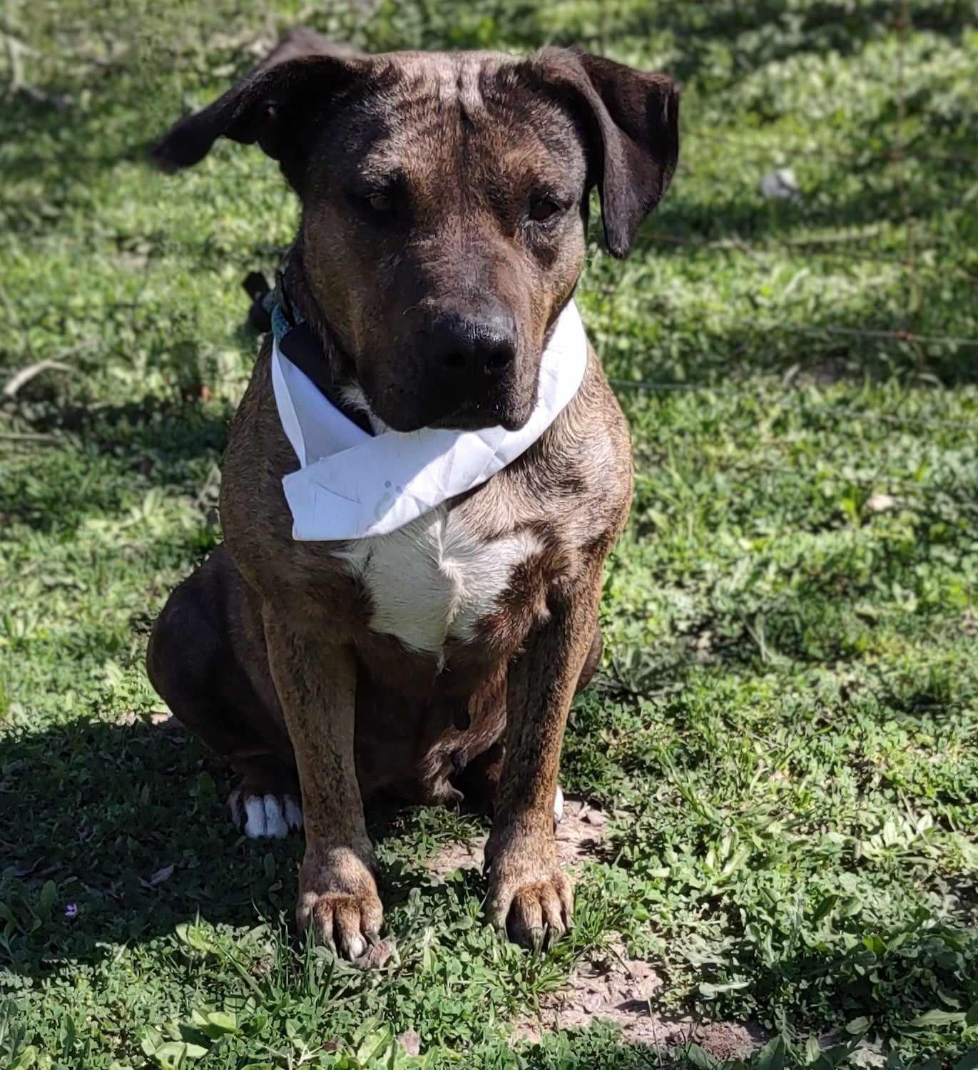 Susie, an adoptable Mixed Breed in Sagle, ID, 83860 | Photo Image 6