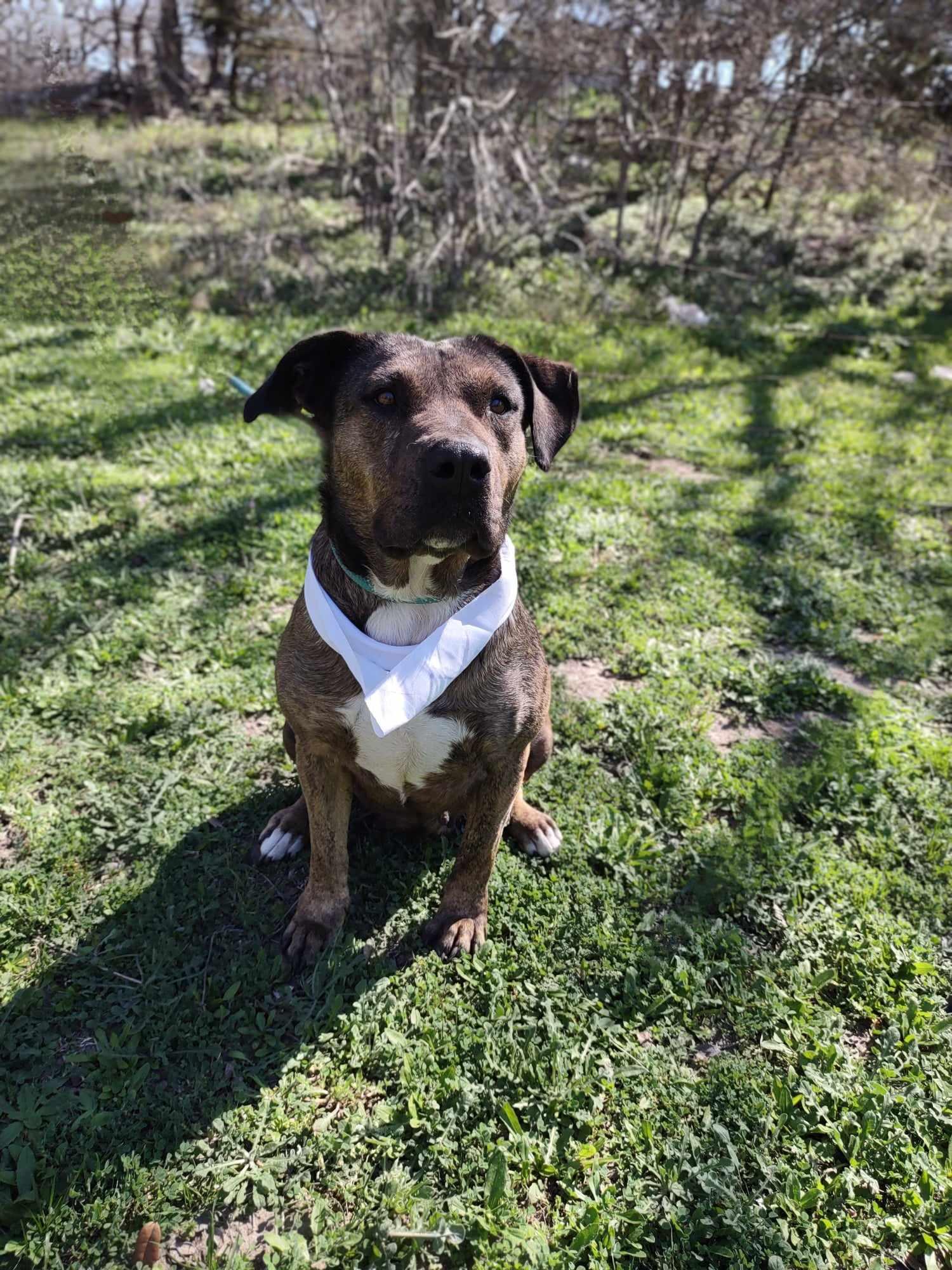 Susie, an adoptable Mixed Breed in Sagle, ID, 83860 | Photo Image 3