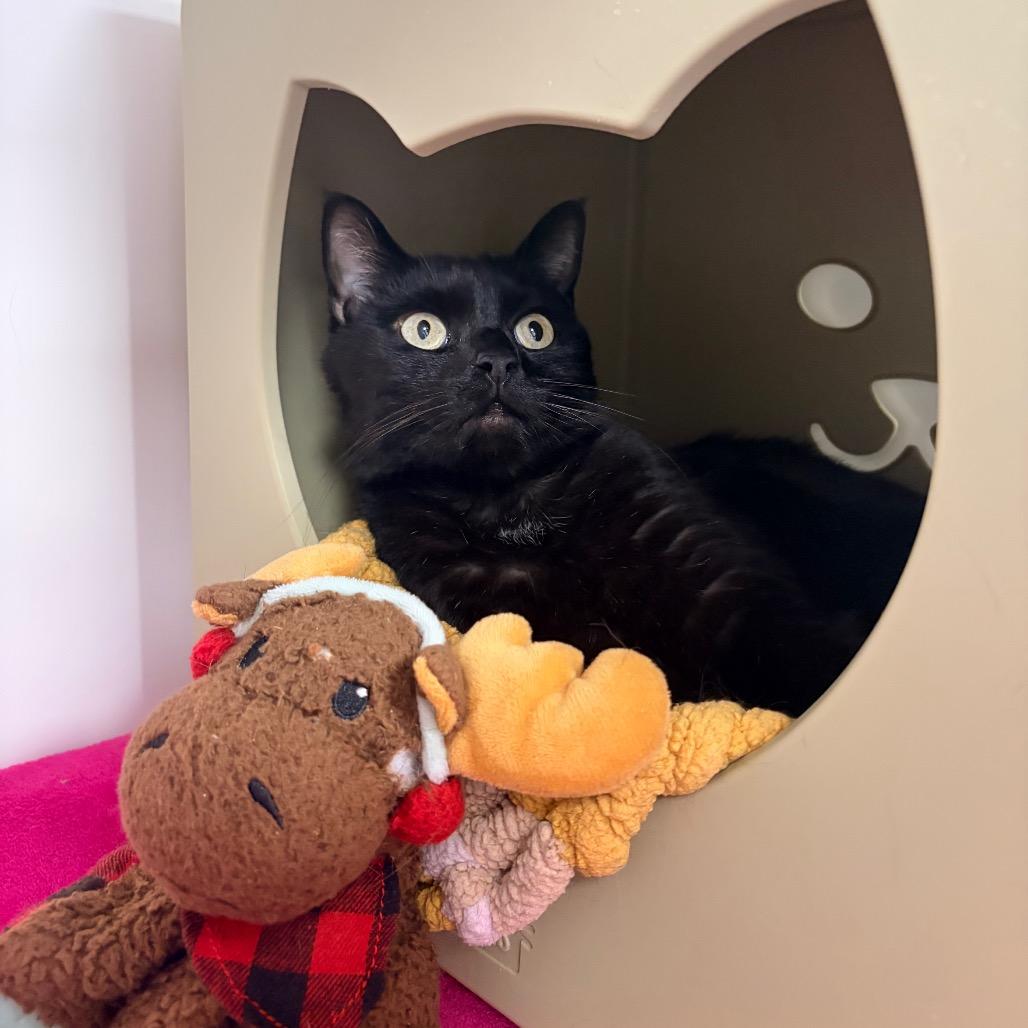 Edgar, Adoptable, Adult Male Domestic Medium Hair.