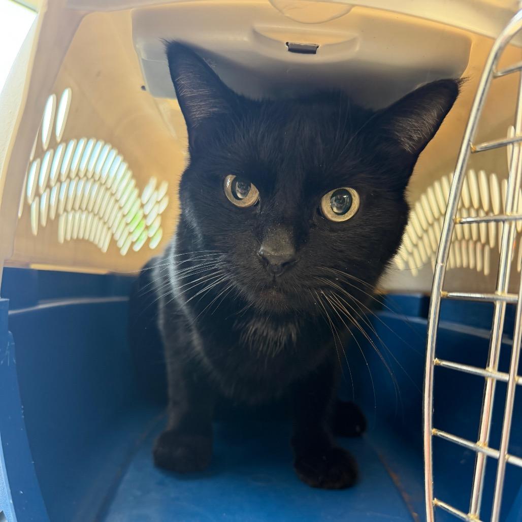 Edgar, Adoptable, Adult Male Domestic Medium Hair.