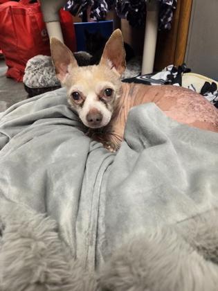 Scooter — thumbnail 2