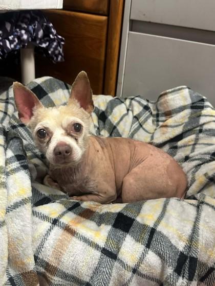 Scooter — thumbnail 3