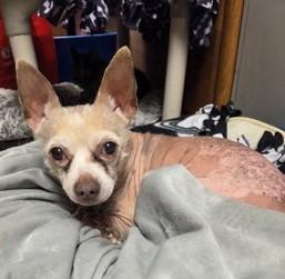 Scooter — thumbnail 4