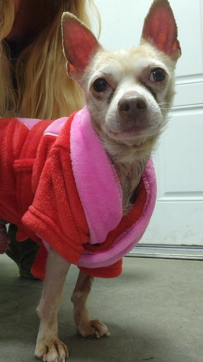 Scooter — thumbnail 5