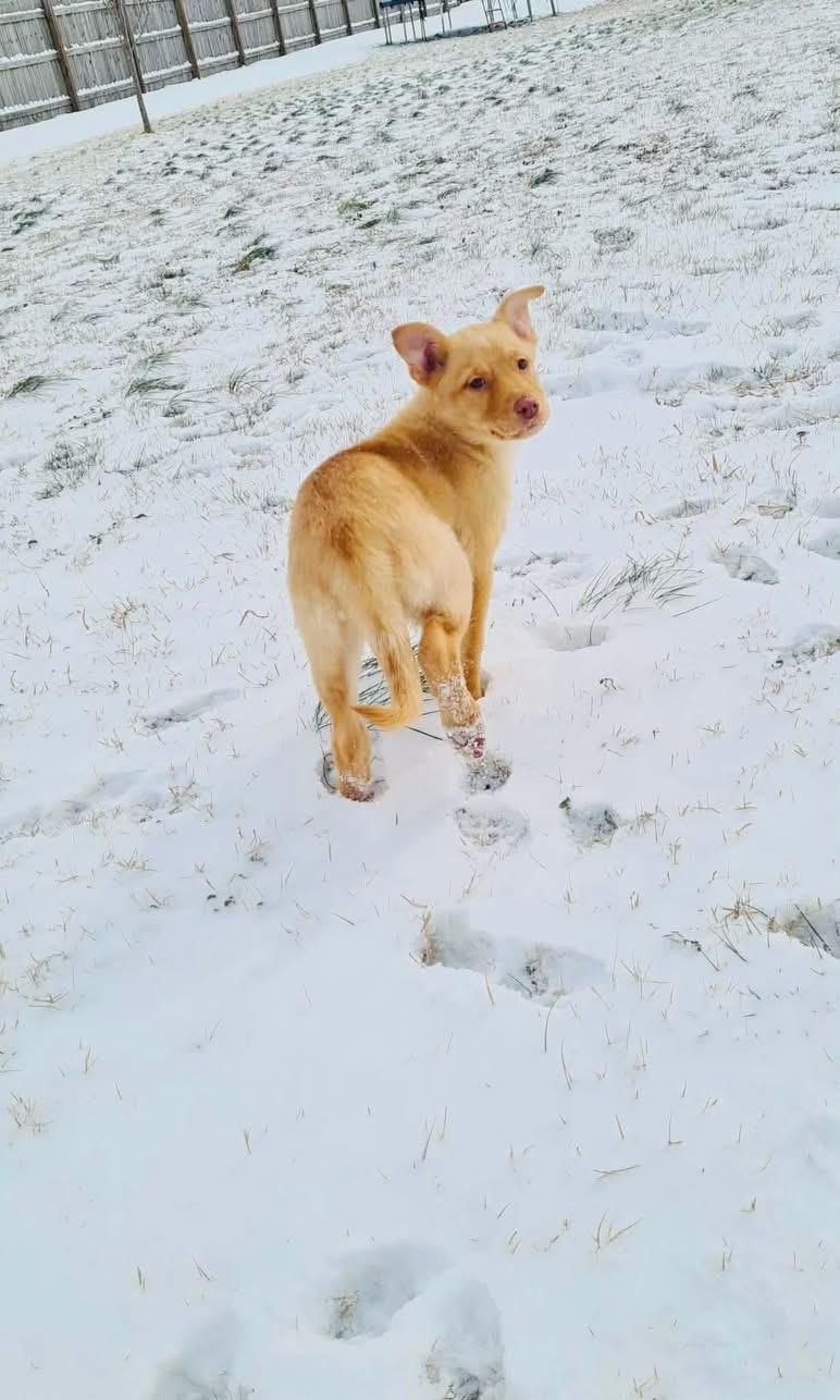 Enlarge Elsa, an adopted mixed breed in Moyock, NC image 3/3