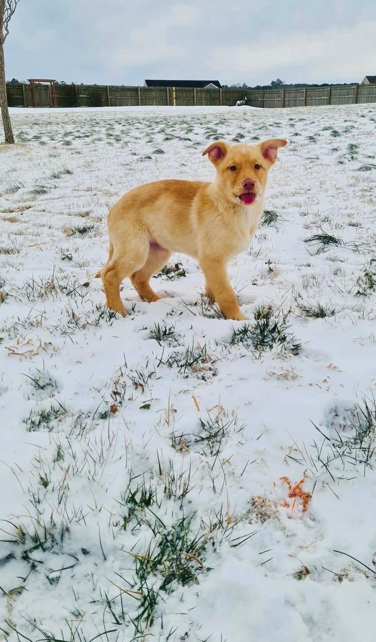 Enlarge Elsa, an adopted mixed breed in Moyock, NC image 2/3