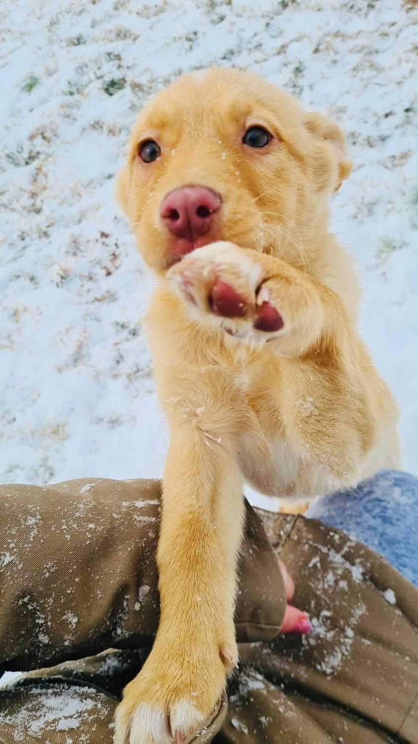 Enlarge Elsa, an adopted mixed breed in Moyock, NC image 1/3