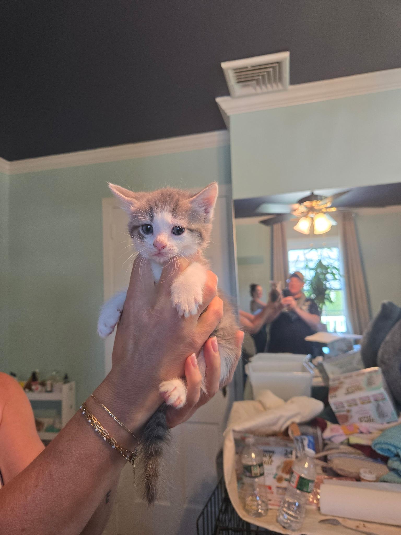 Willie, ADOPTABLE, Kitten Female Domestic Short Hair.