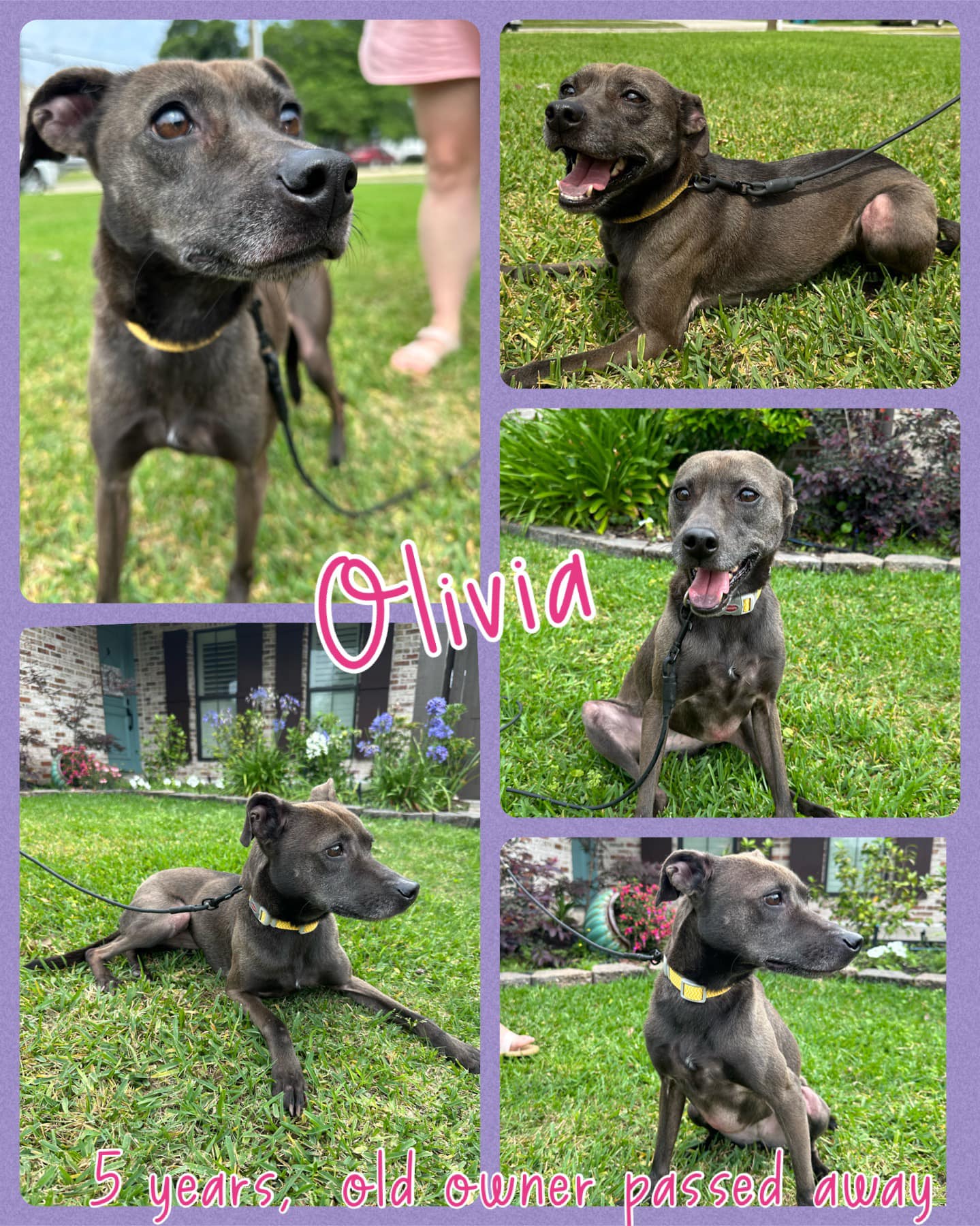 Olivia, Adoptable, Adult Female Terrier.