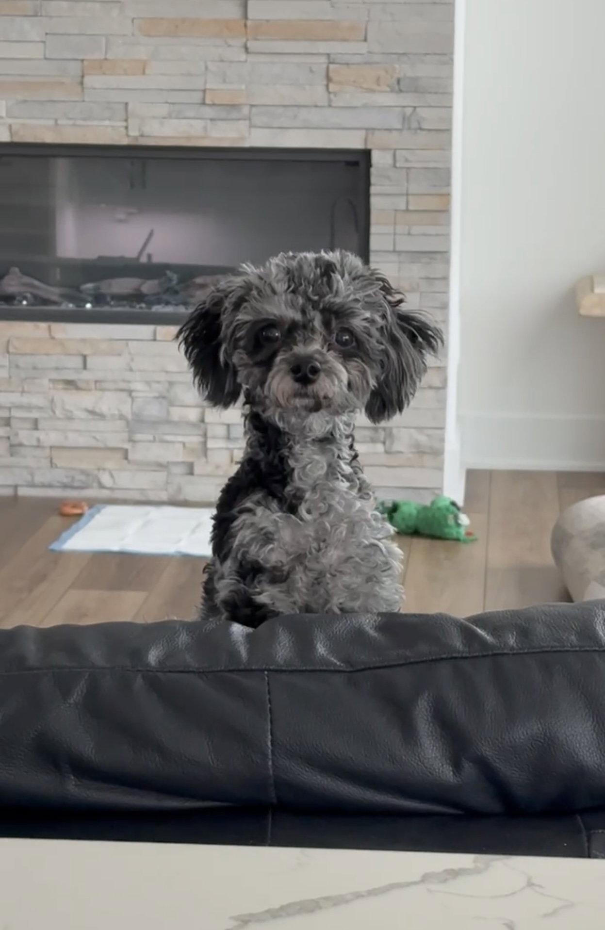 Enlarge Baby, a Adoptable Poodle in Omaha, NE image 2/3