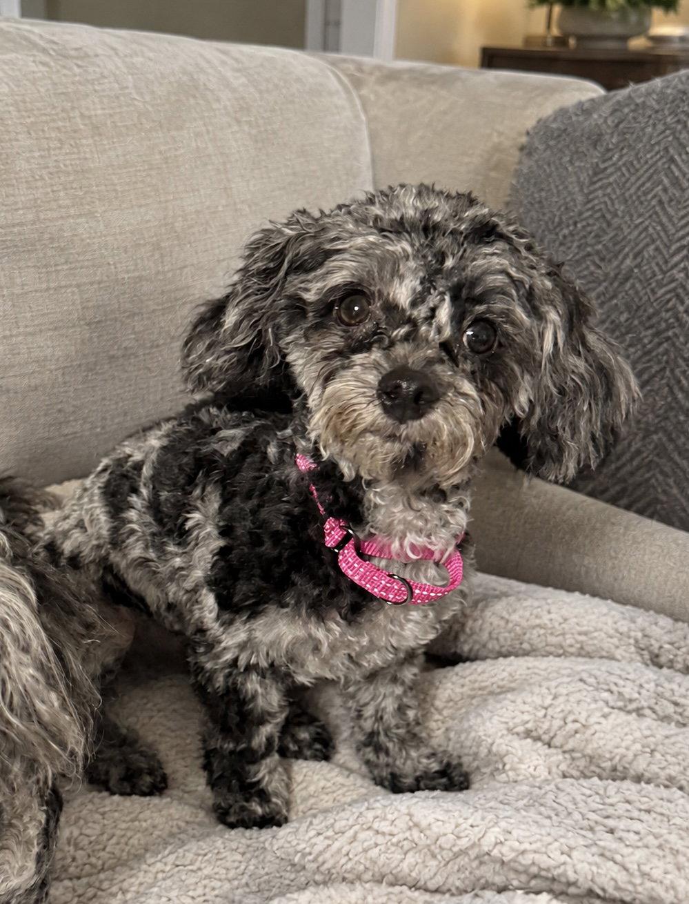 Enlarge Baby, a Adoptable Poodle in Omaha, NE image 3/3