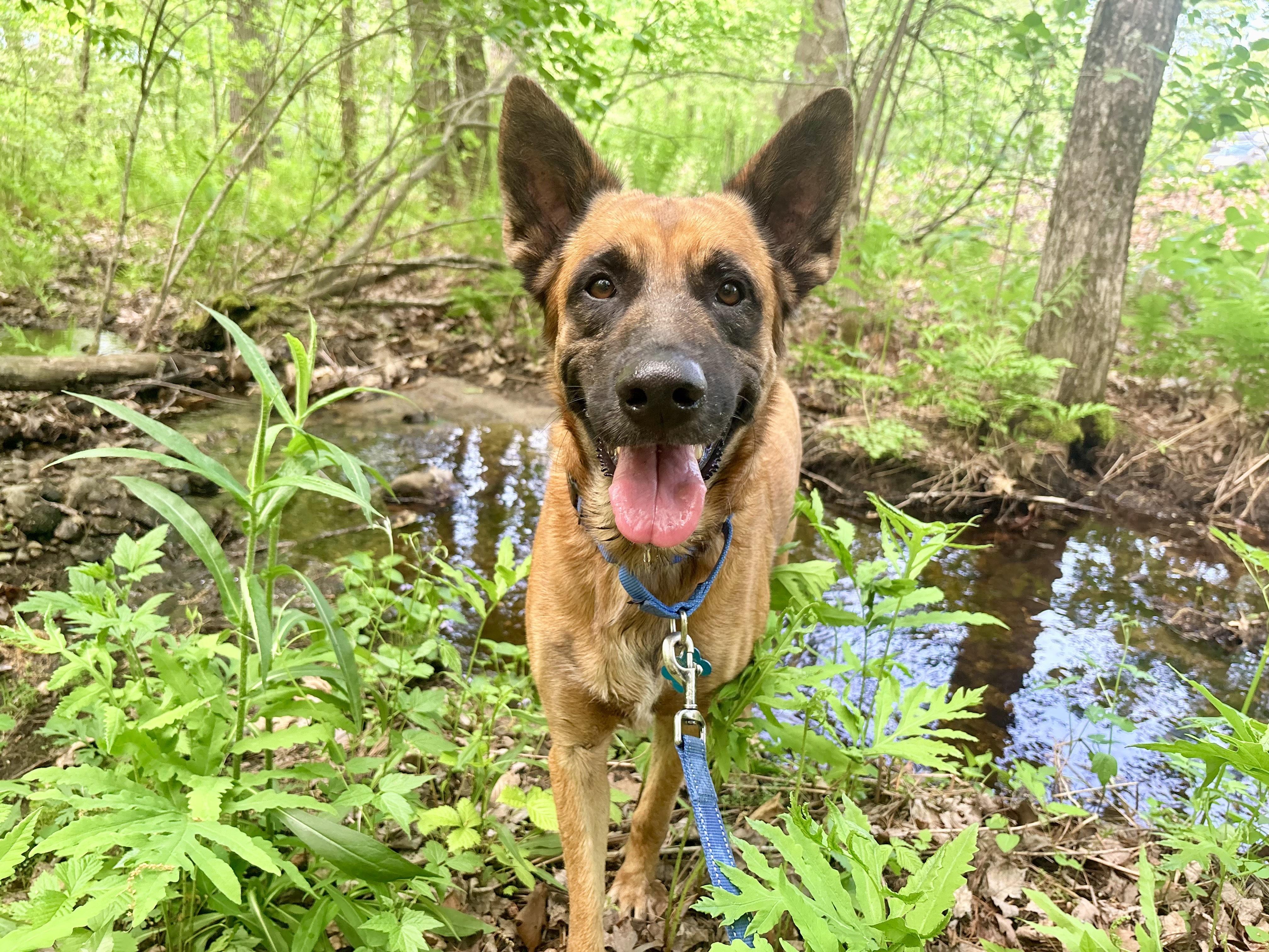 Robbie, a ADOPTABLE mixed breed in Weare, NH image 2/6