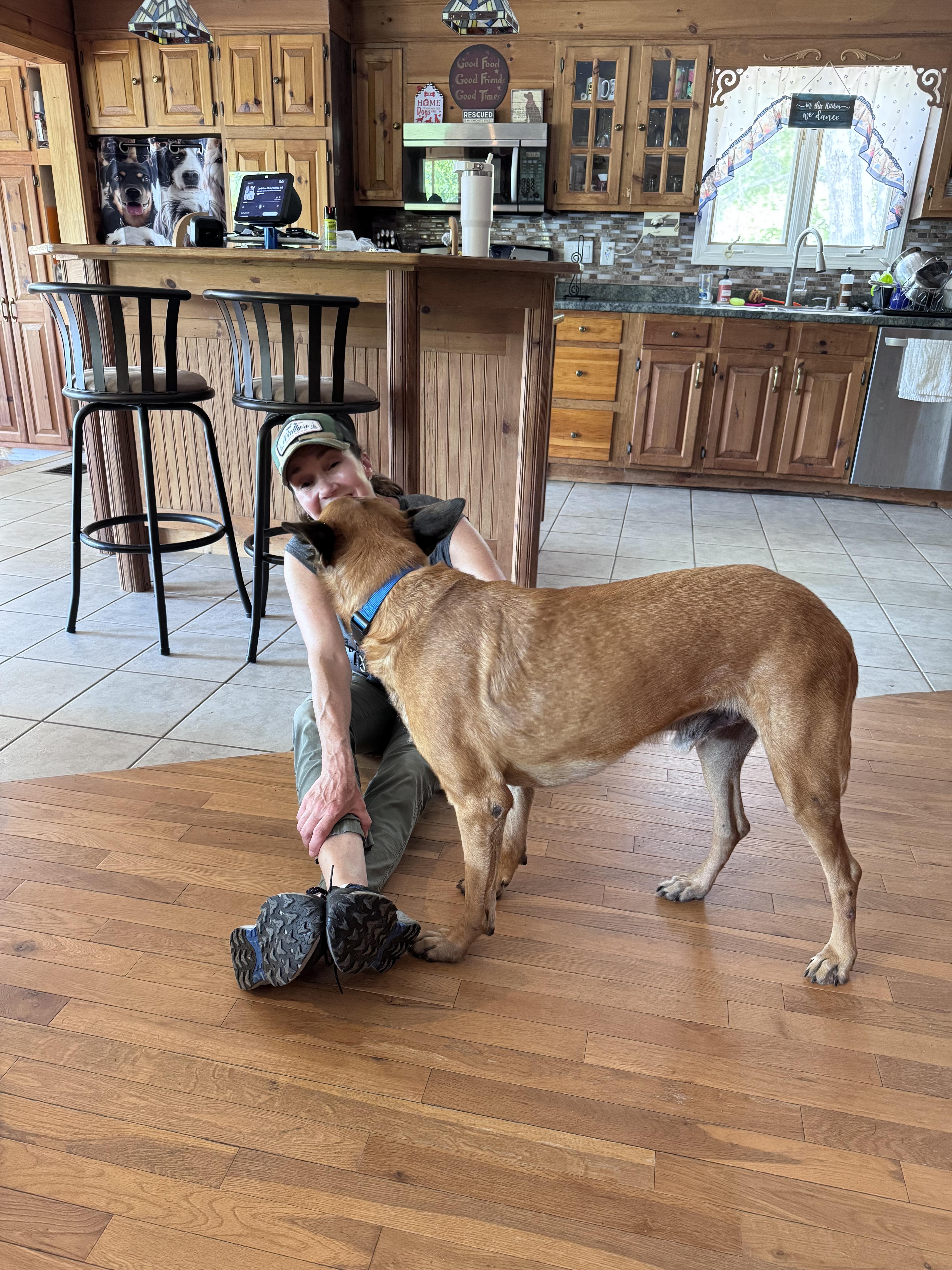 Robbie, a ADOPTABLE mixed breed in Weare, NH image 4/6