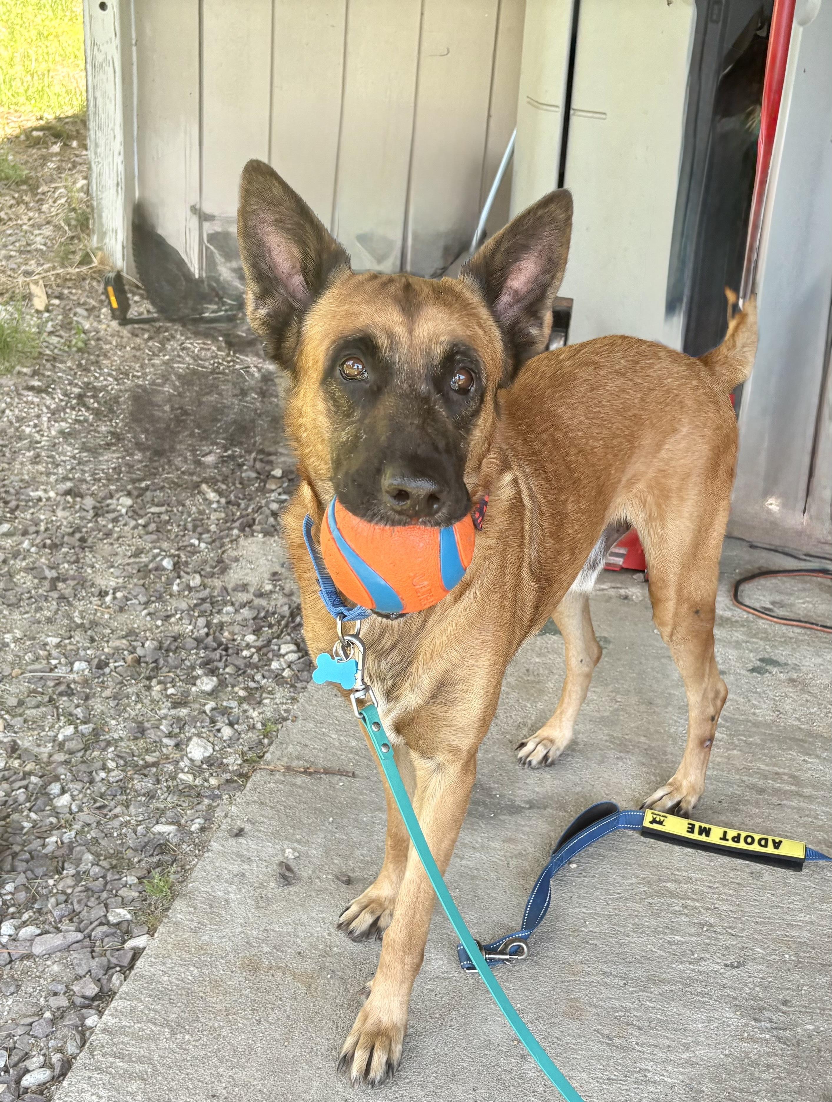Robbie, a ADOPTABLE mixed breed in Weare, NH image 1/6