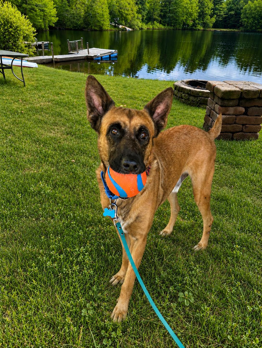 Robbie, adopted, Young Male German Shepherd Dog & Belgian Shepherd / Malinois.